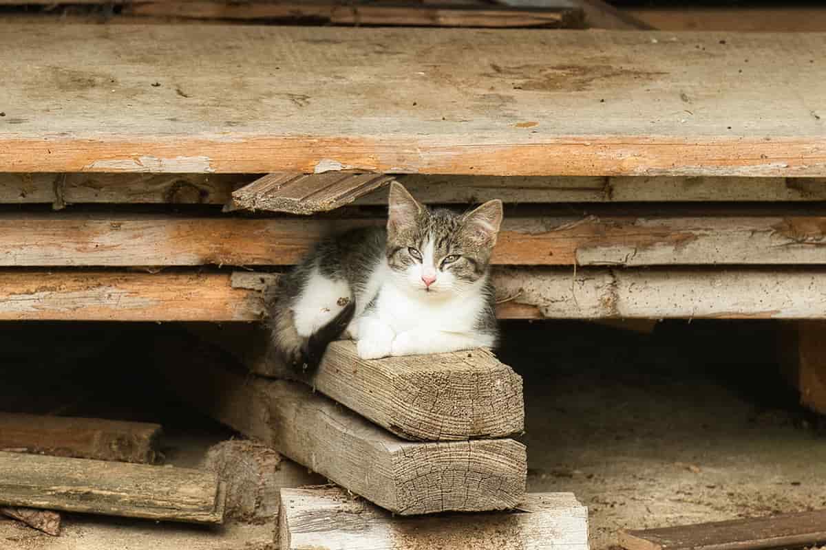 How Do You Attract A Cat From Under The House