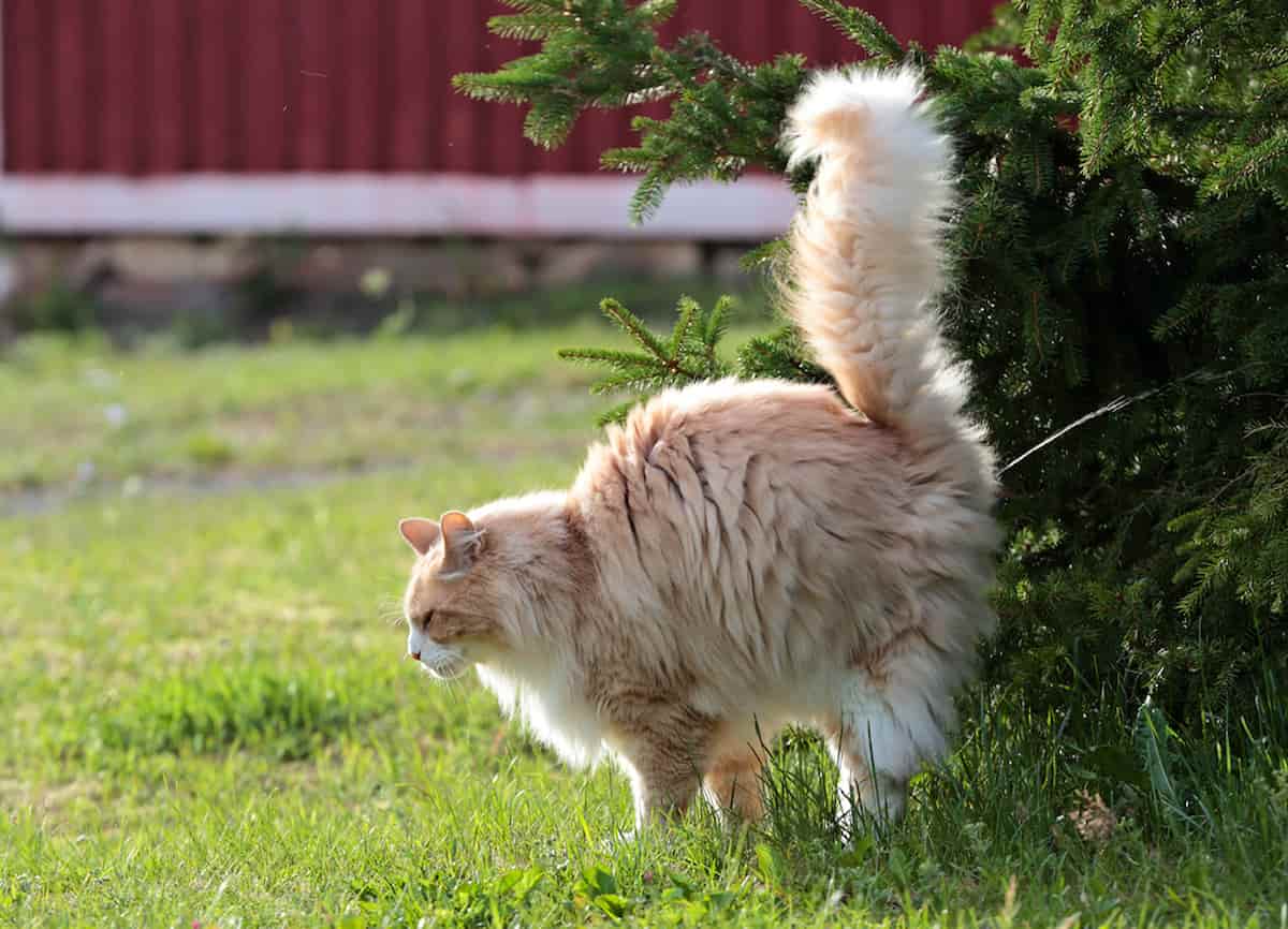 How Long Do Cats Spray After Neutering? What You Can Expect!