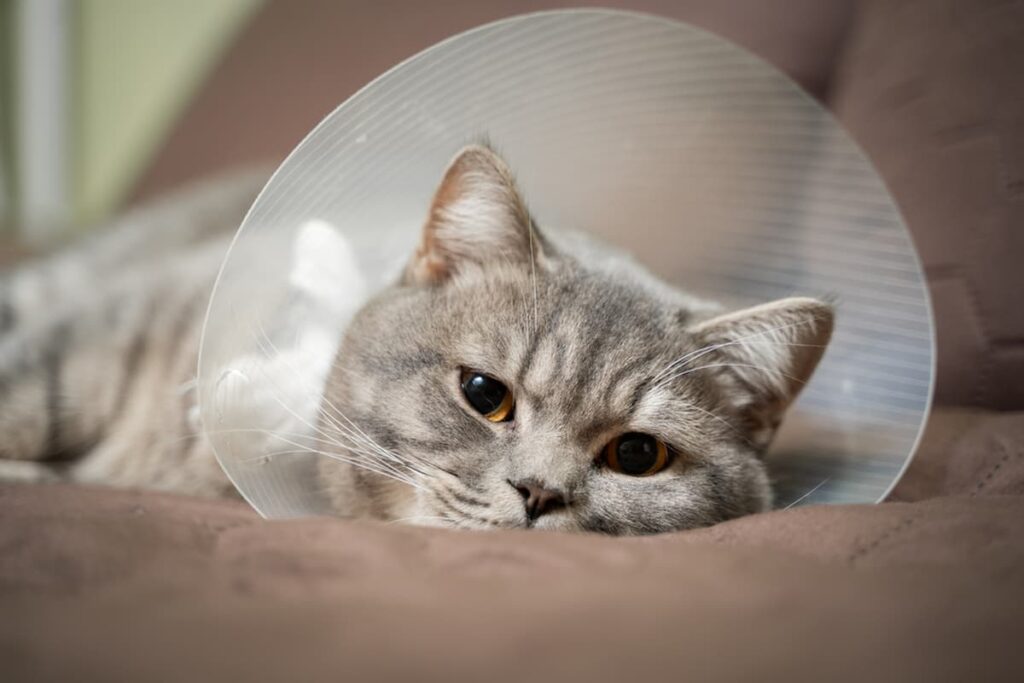 How Long Do Cats Wear Cones After Neuter
