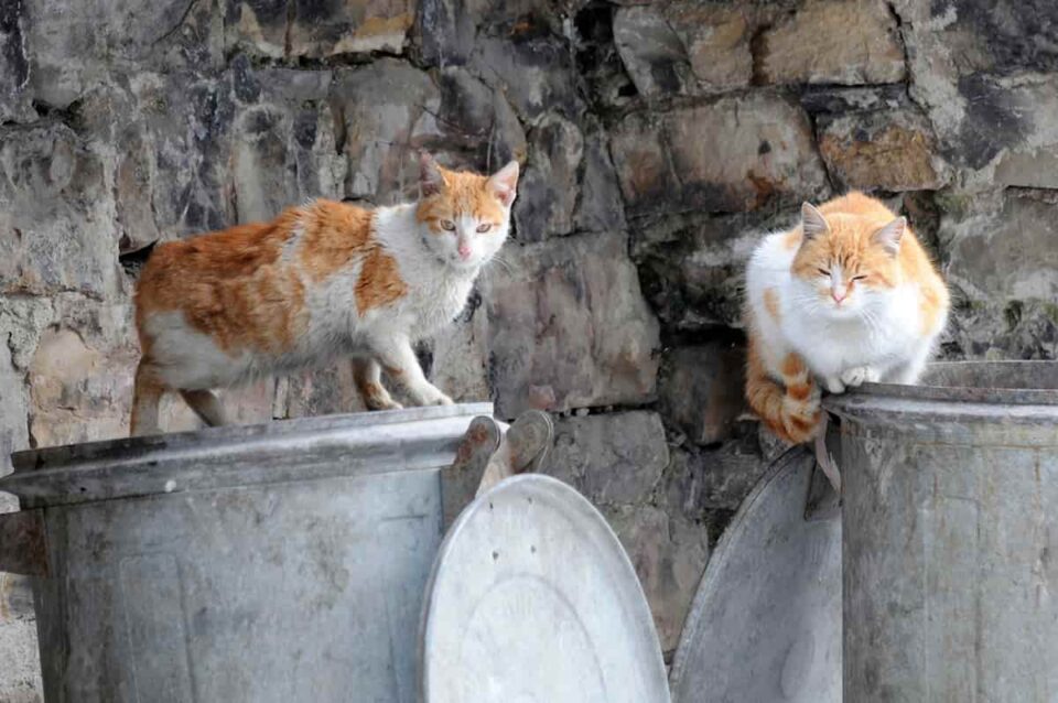 How Long Do Feral Cats Live For A Quick Guide To Their Lifespan