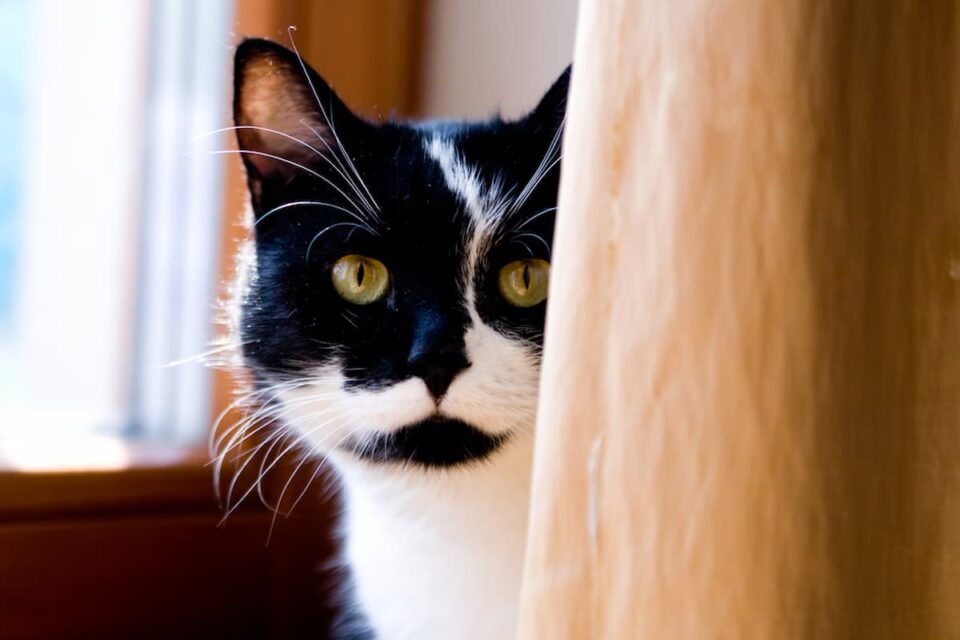 How Long Do New Cats Hide A Guide To Helping Your Cat Settle In