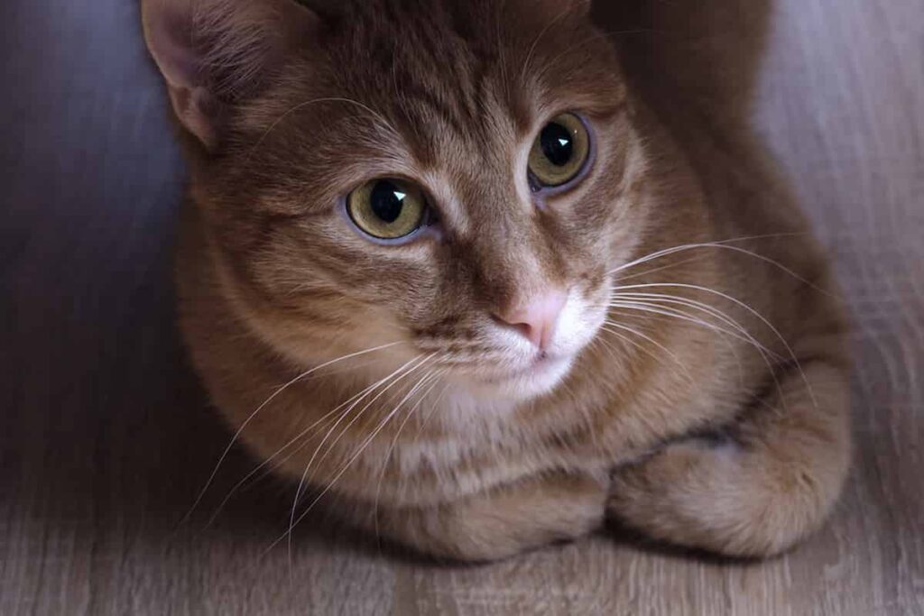 How Long Does It Take For A Cat’s Whiskers To Grow Back