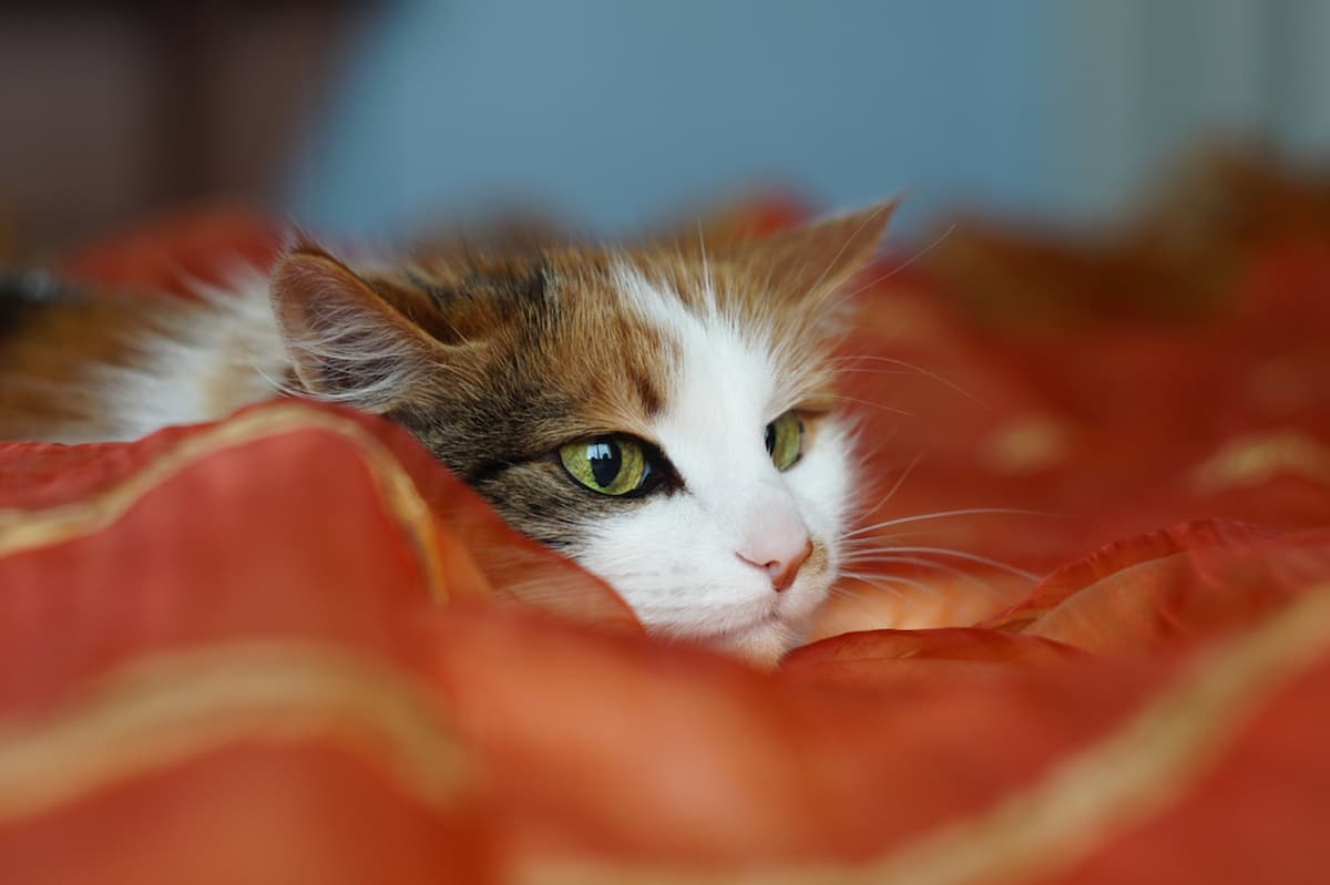 How To Calm A Scared Cat Factors & Tips