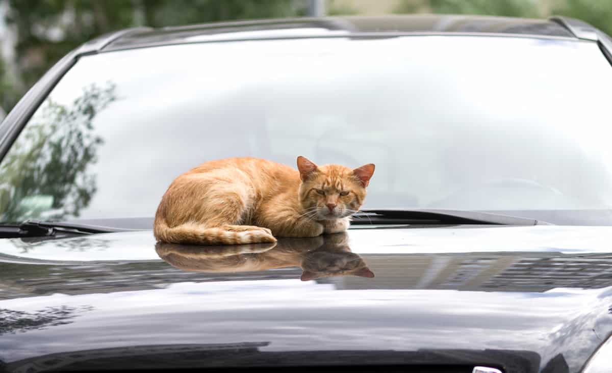 How to Keep Cats From Climbing On Vehicles Strategies That Work