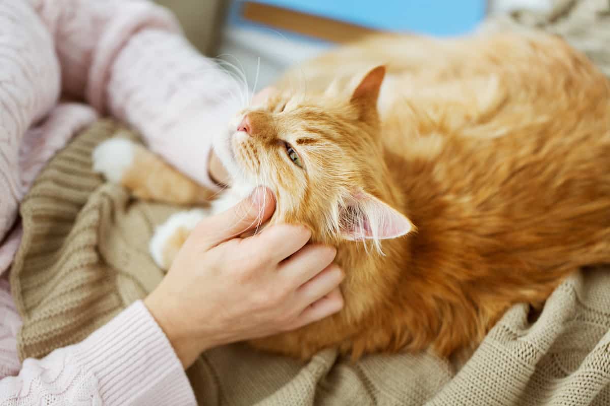 Cat Love 101 How to Make Sure Your Cat Loves You