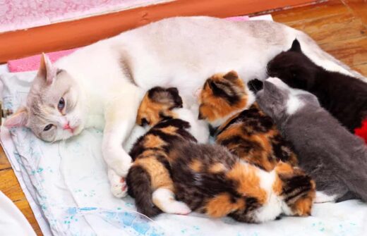 How To Tell If Your Cat Ever Had Kittens – FAQcats.com