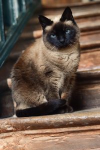 how to train siamese cats