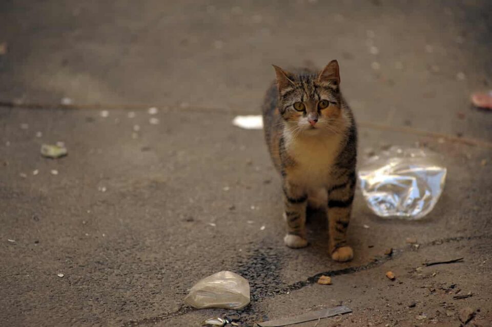 How To Stop Stray Cats From Hanging Around Your House Effective