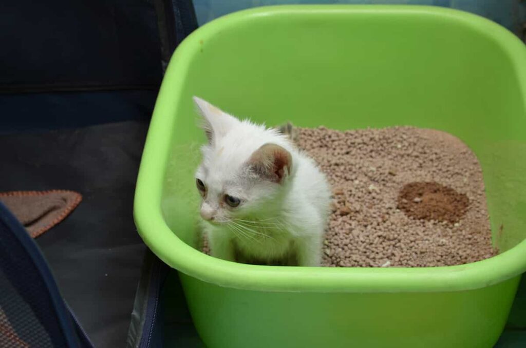 Is It Common For Kittens To Have Accidents Are They Preventable