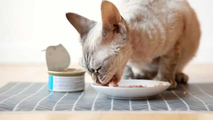 Kittens and Tuna Juice: Is It Safe?