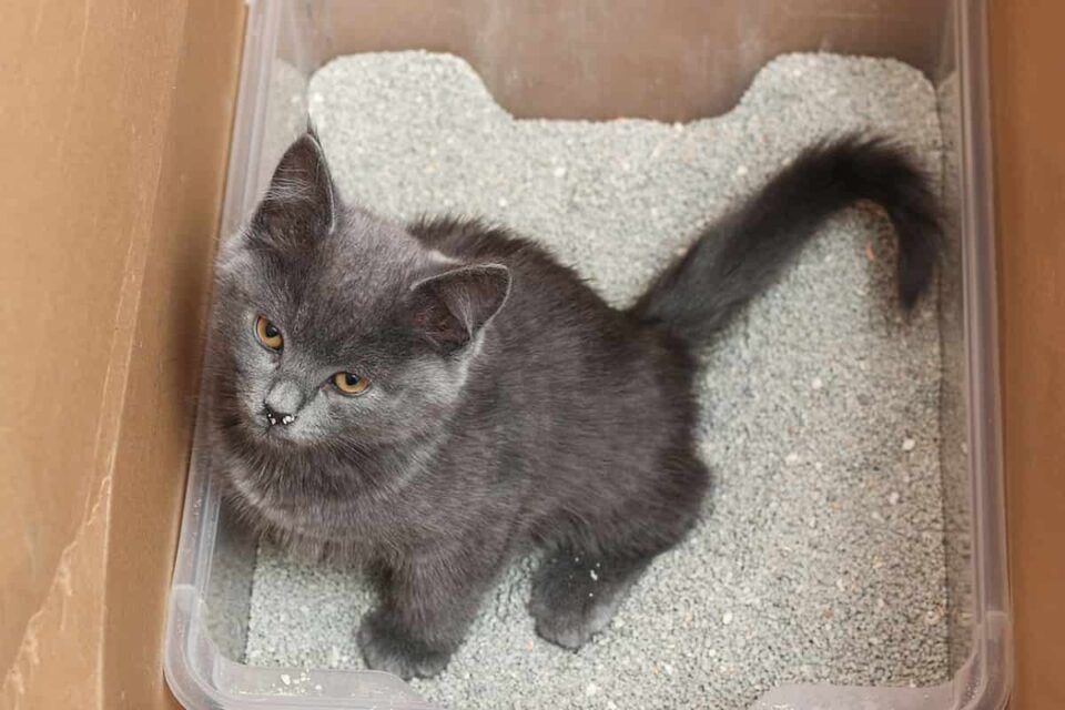 How Do Cats Know Where To Poop