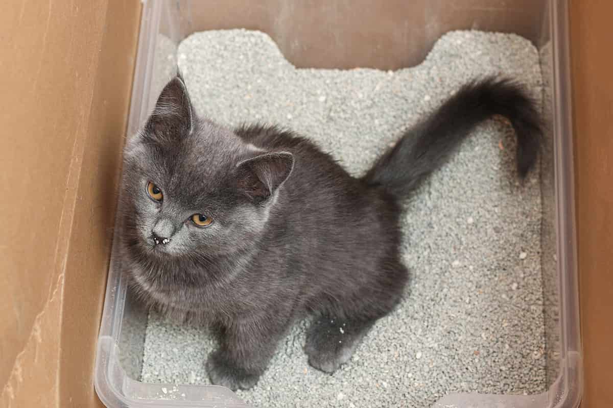 How Do Cats Know Where To Poop