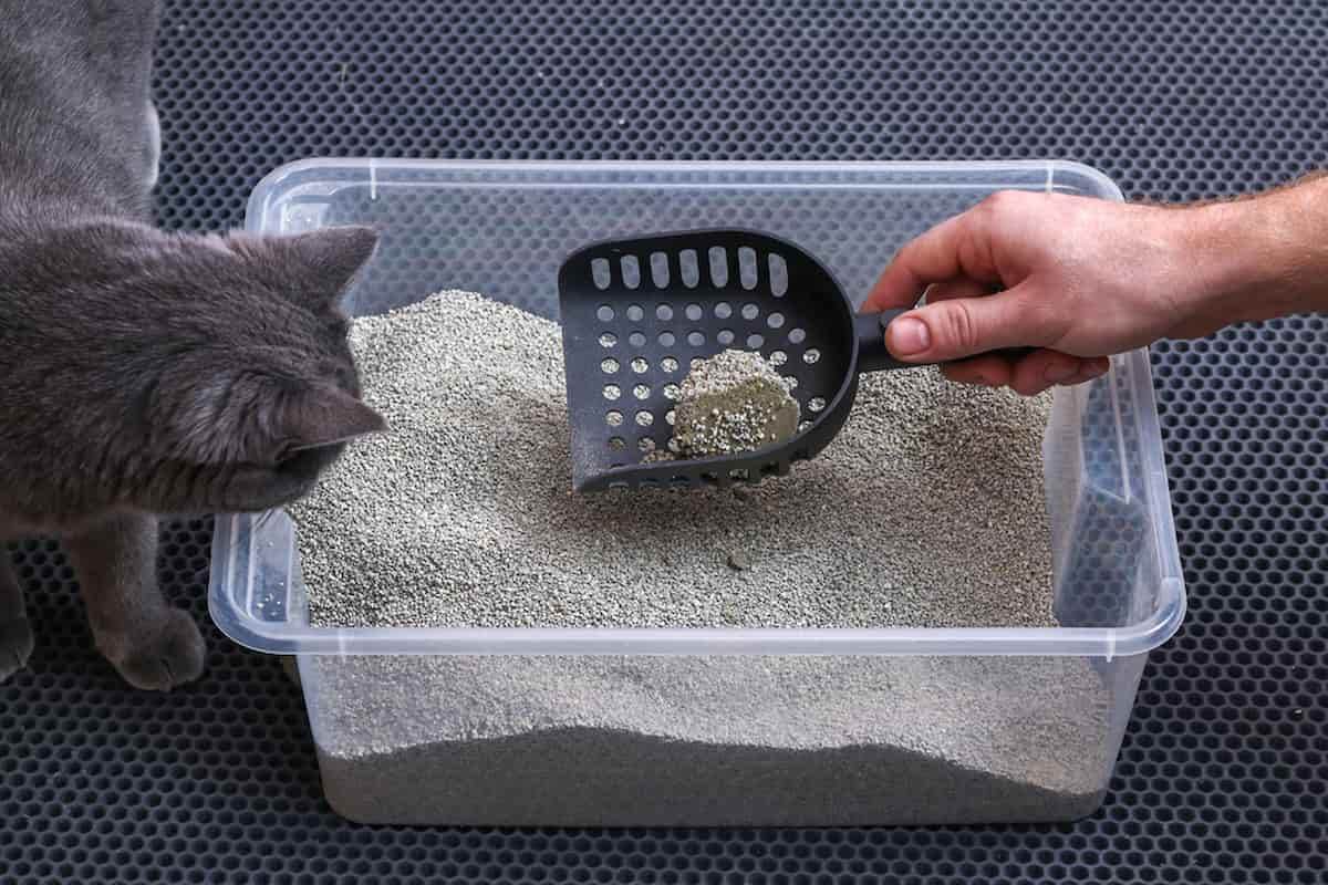 Can You Mix Clumping And NonClumping Litter