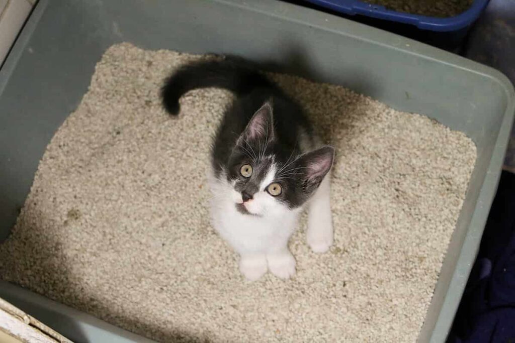 Is It Common For Kittens To Have Accidents Are They Preventable