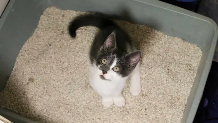 Is It Common For Kittens To Have Accidents &ndash; Are They Preventable?