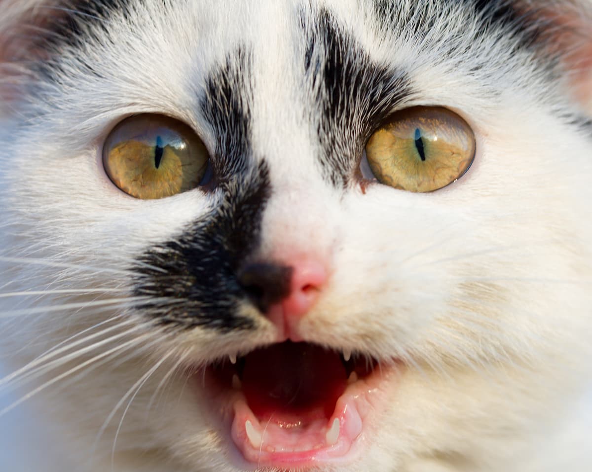 Can Cats Have Lemon 5 Things To Know FAQcats can-cats-have-lemon-5-things-to-know-faqcats
