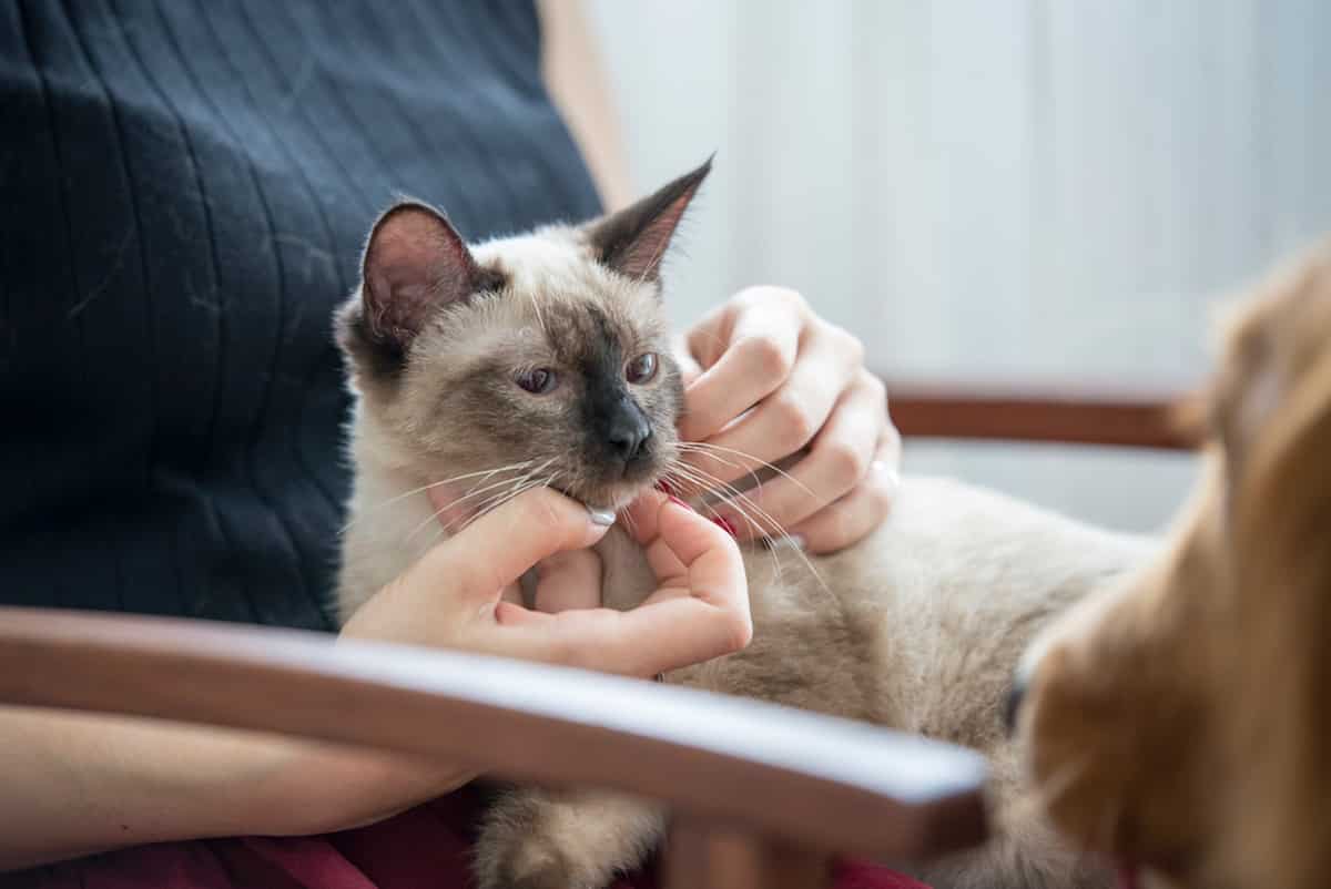 Why Does My Siamese Cat Only Like Me The Odd Behavior Explained