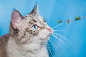 blue point siamese mix