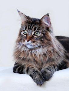 Hollow Tangle ben Do Maine Coons Have Big Paws – The Interesting Answer! – FAQcats.com