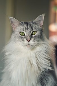 maine coon cat sounds