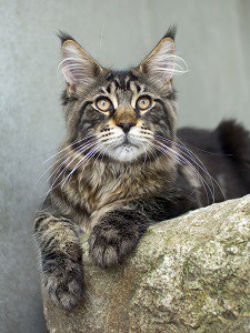Do Maine Coon Cats Have Dander – Pet Allergies & Concerns