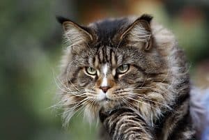 Maine Coon Life Expectancy – Life Stages, Health, And More – FAQcats.com