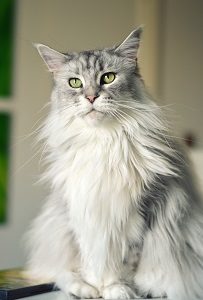 Maine Coons Vs Normal Cats The Key Differences Faqcats Com