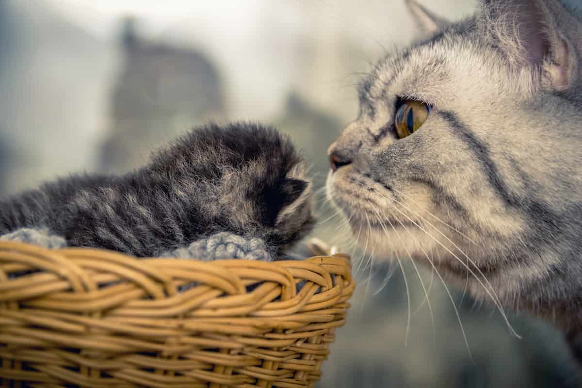 Why Do Mother Cats Bite Their Babies Is It Normal And Safe?