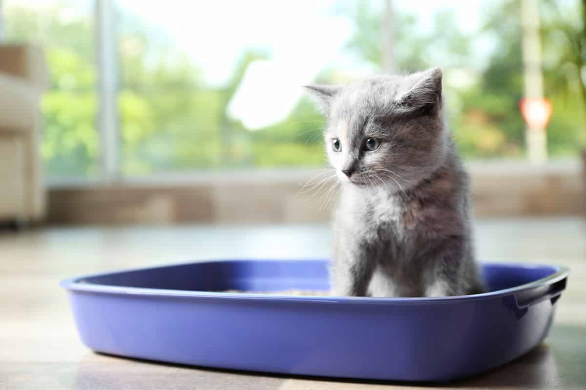 How Long Do Cats Spray After Neutering? What You Can Expect!