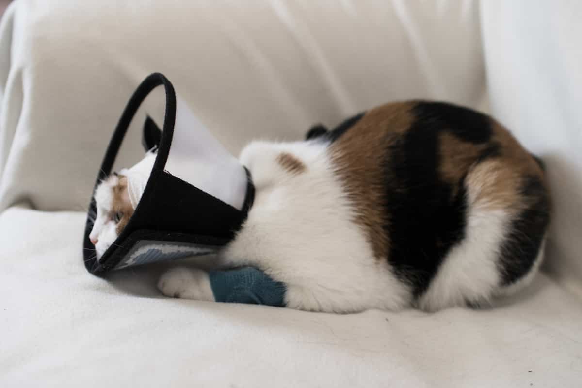 Do Cats Wear Cones After Being Spayed at Marco Logan blog