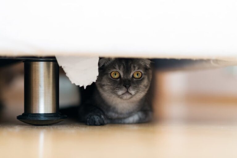 How Long Do New Cats Hide A Guide To Helping Your Cat Settle In