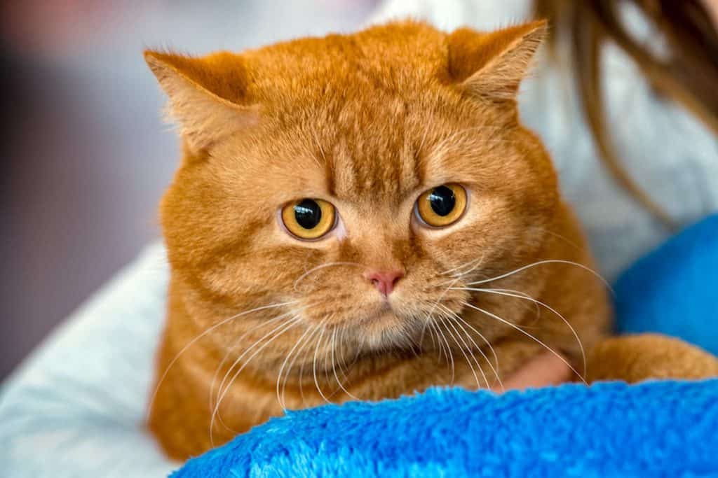 14 Orange Cat Breeds - An Overview With Pictures! | FAQcats.com