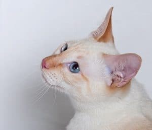 male siamese cat x female orange tabby