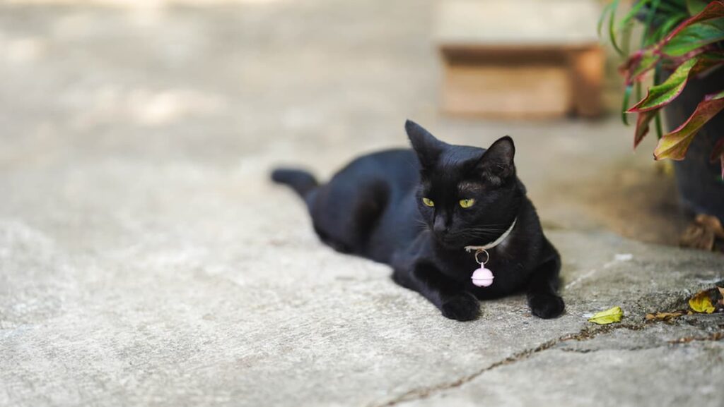 Why Do Black Cats Shed So Much Understanding Fur Loss