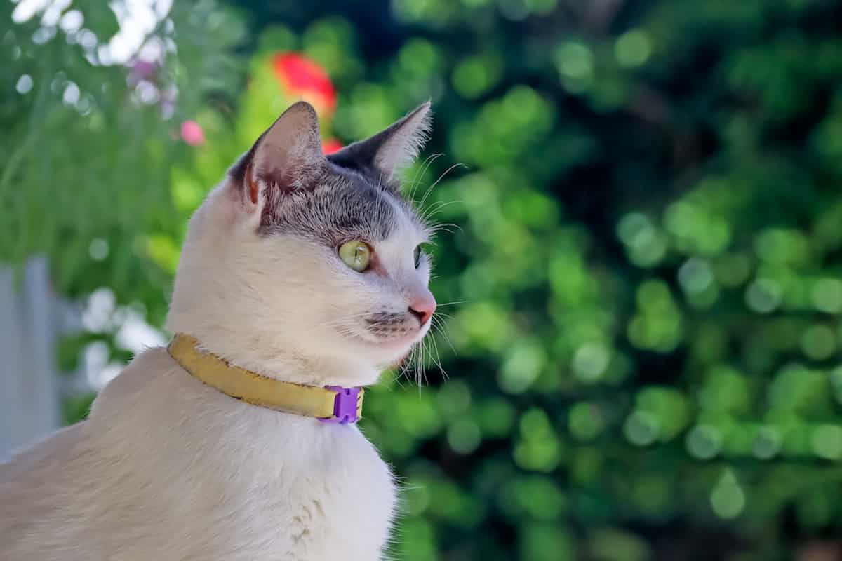 Outdoor Cats and Flea Collars Do They Really Work?