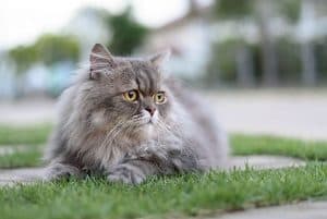 persian cat