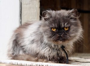 persian black cat price