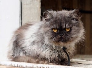 Why Are Persian Cats So Expensive Price Chart Guide Faqcats Com