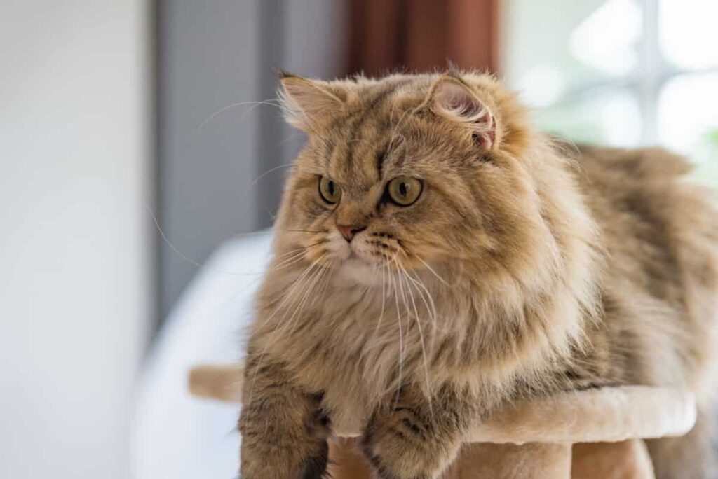 Do Persian Cats Shed Dander, Allergy Concerns & More!