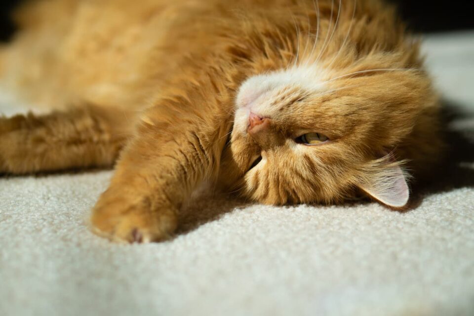 Why Does My Cat Look At Me Upside Down 10 Unique Reasons