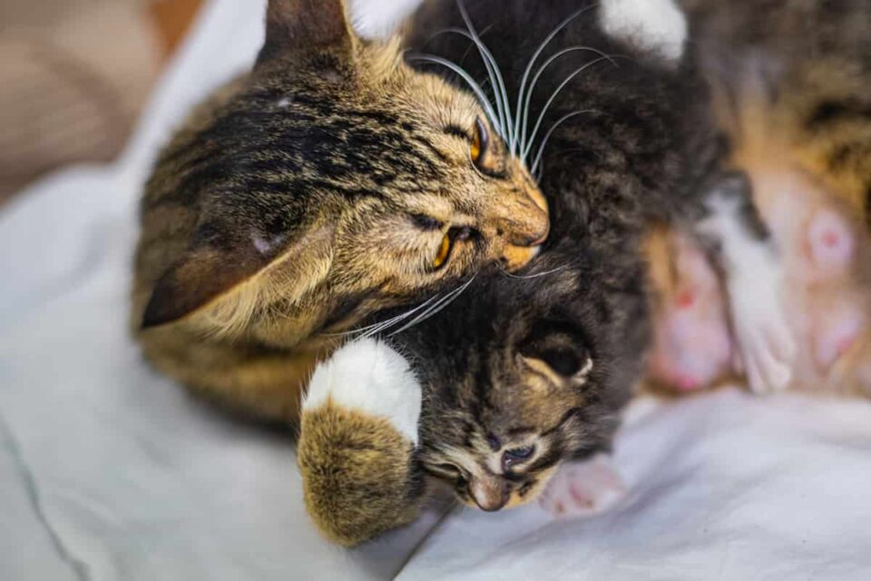 View of Why Do Cats Meow A Lot After Giving Birth – 9 Revealing Reasons ...