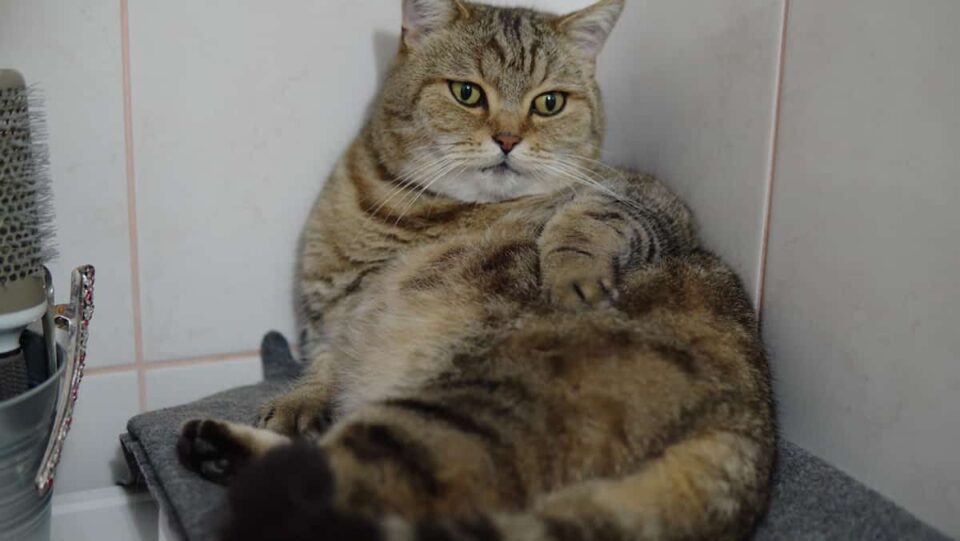 Can Cats Be Bathed After Giving Birth