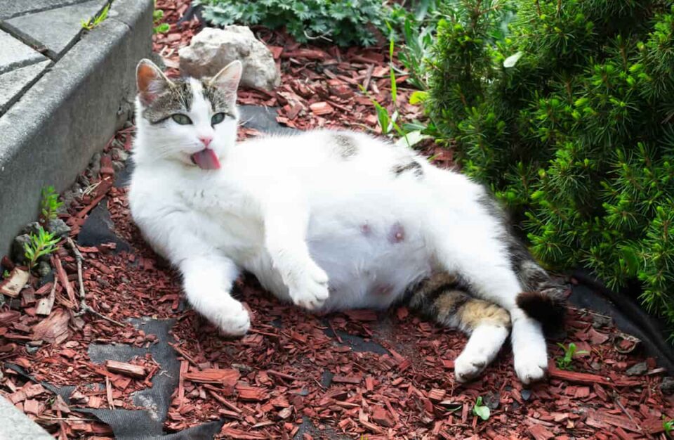 Picture of Why Do Cats Meow A Lot After Giving Birth – 9 Revealing Reasons ...