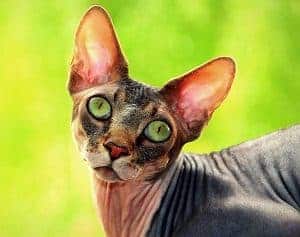 Prices Of Sphynx Cats Cost Chart And Owners Guide Faqcats Com