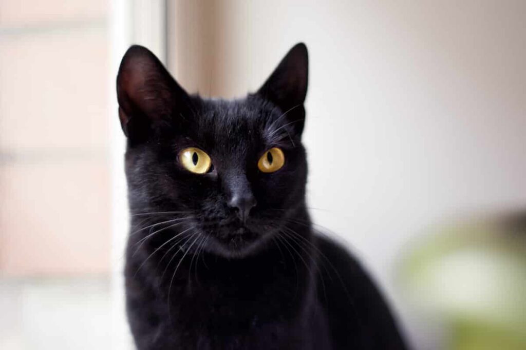 Why Black Cats are Naturally Calm: Exploring the Science Behind It ...