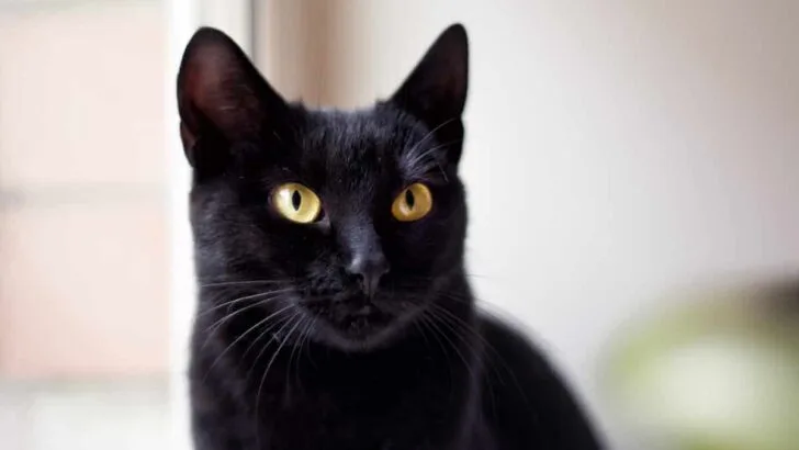 Why Black Cats are Naturally Calm: Exploring the Science Behind It