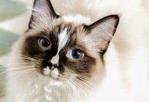 Do Ragdoll Cats Shed - Managing Dander and Allergies ...