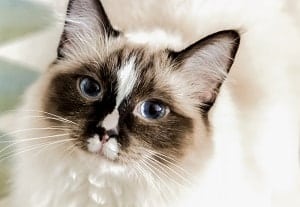 Do Ragdoll Cats Shed – Managing Dander and Allergies