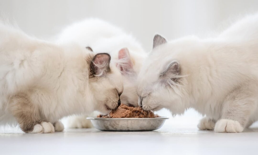 How Much Should A Ragdoll Cat Eat Feeding Guide & More