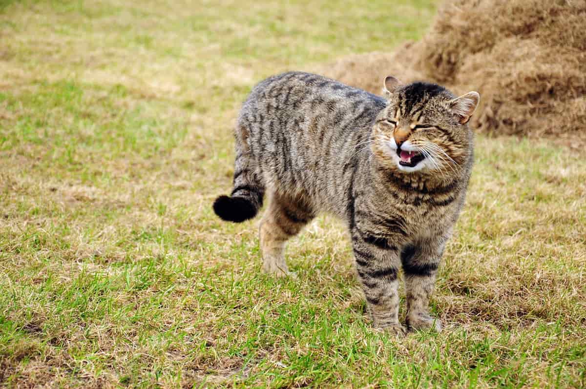 How Do You Train A Cat Not To Run Away Tips To Keep Them Safely At Home
